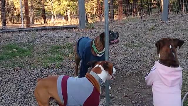 Doggos Dispute Outcome of Tether Ball Game