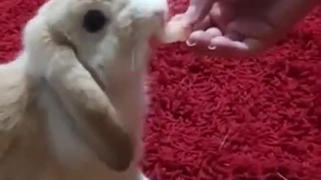 Cute bunny hungry for some Strawberry