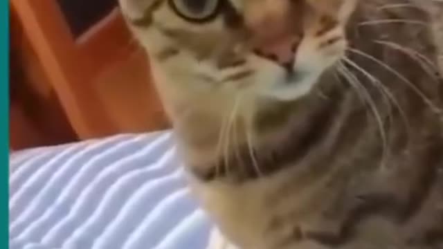 Cats and dogs fighting very funny Try not to laugh