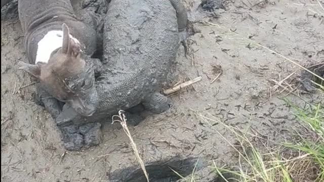 Pitbull saves the Komodo Dragon from Quicksand