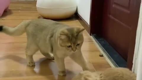 Cute and timid cat provokes rabbit