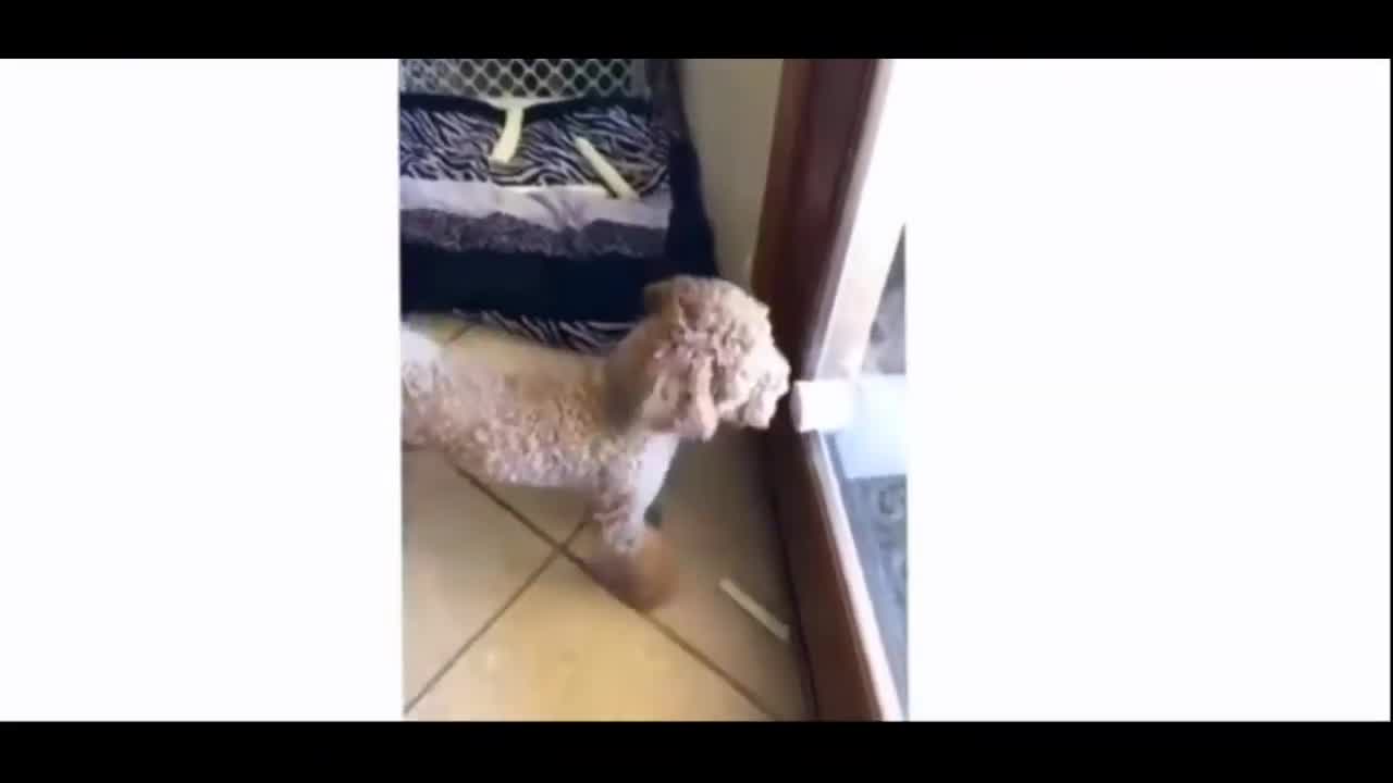 Makes you laugh and gives you a good vibe