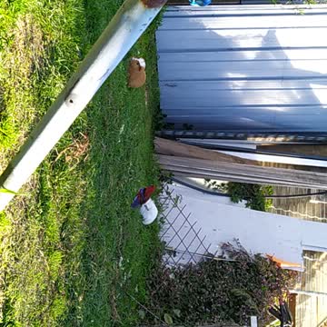 More Guinea pigs and parrots.