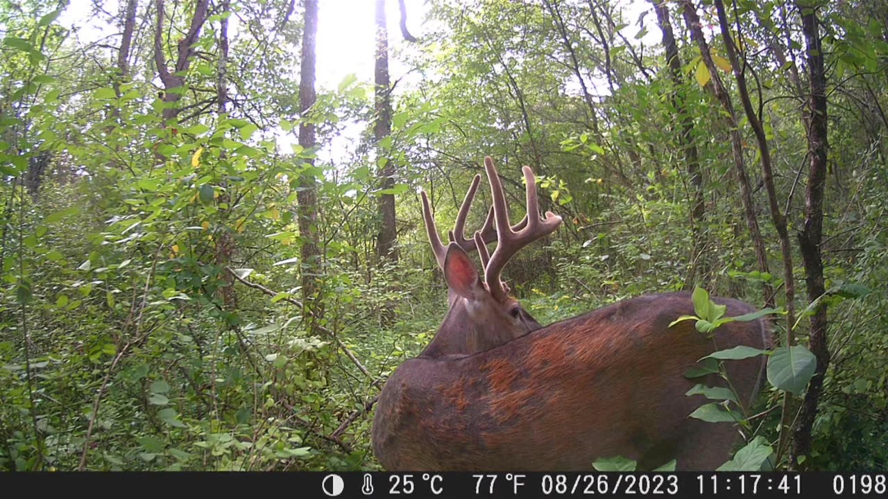 Mature Pennsylvania Public Land Buck