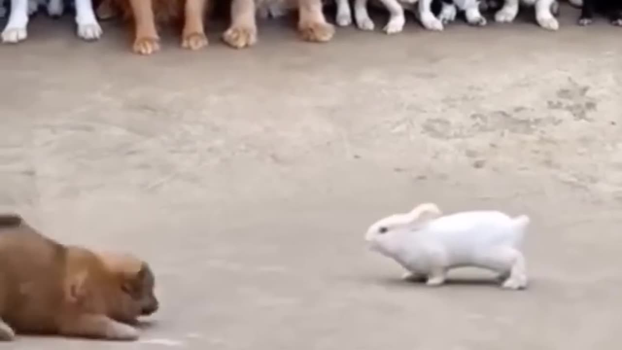 Dog vs Rabbit live wwe - 🤣😂"Funny Hilarious Videos #43"!