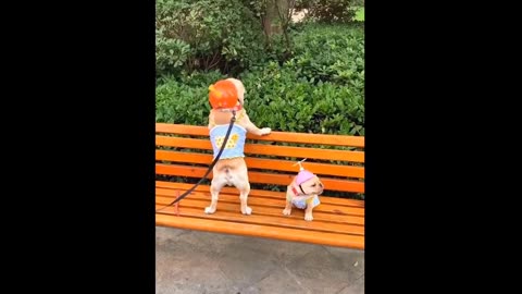 Aww .. Cute Dog and Cat Compilation #1