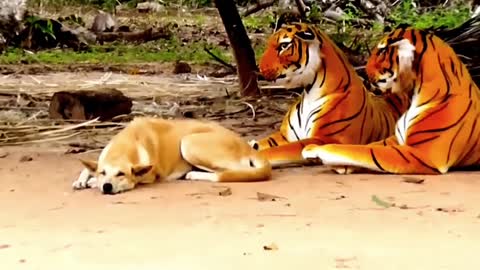 Prank Dog and Fake Tiger vs Dog Prank Video Funny - RoSek Zin