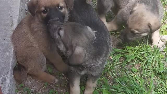 Best Funny Videos 2022.
