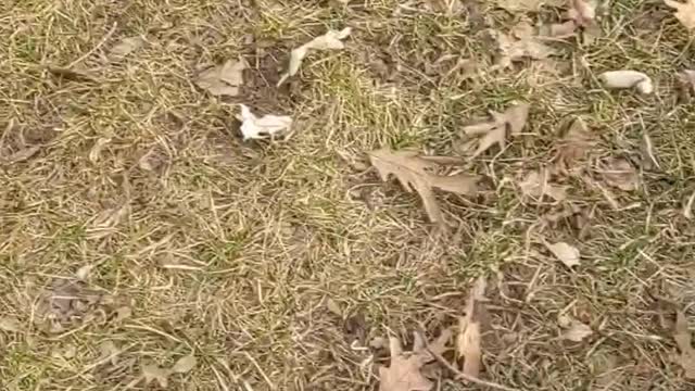 Dog playing outside