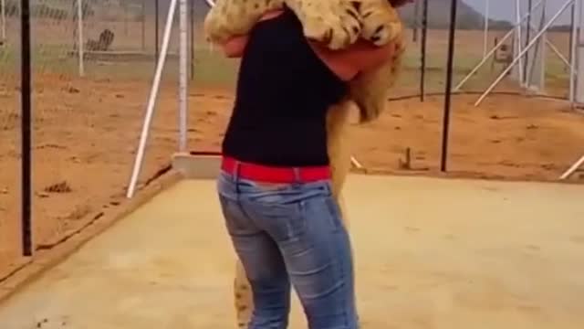 A lion hugs his friend