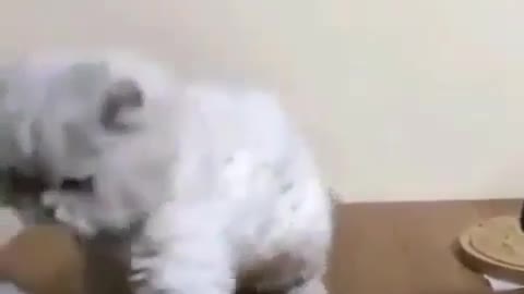 Cat is boxing