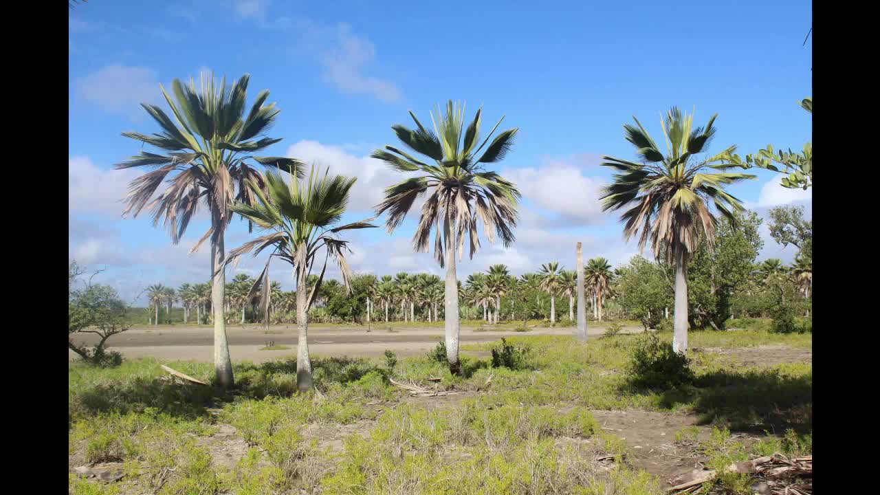 Copernicia gigas habitat in Cuba