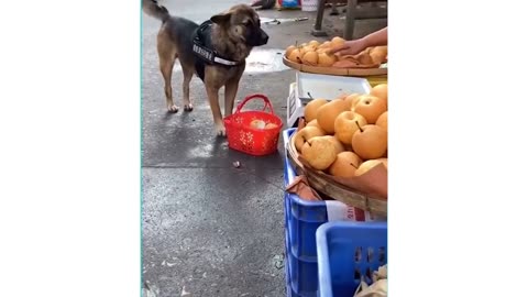 dog shopping