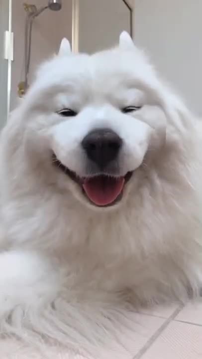 Ultimate Baby Dogs - Cute and Funny Dog Videos Compilation #Shorts