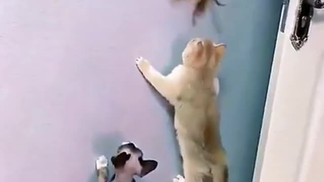 funny cat sliding on wall