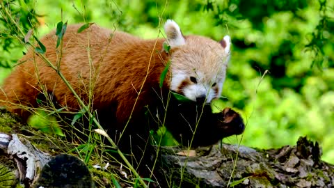 Red Panda Enjoy Eating Moment