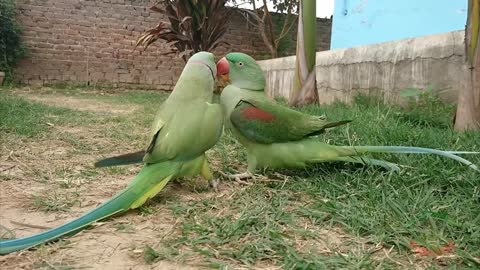 Indian parrot