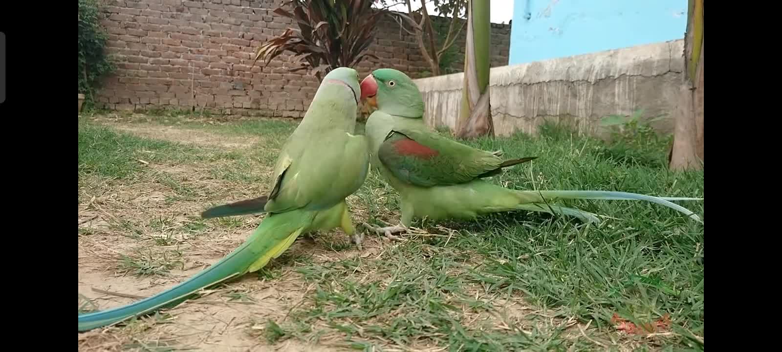 Indian parrot