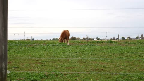 Horse on Amish Farm