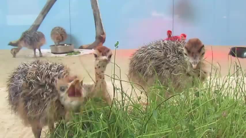 Check out the Academy's newest residents - ostrich chicks! Come see them!