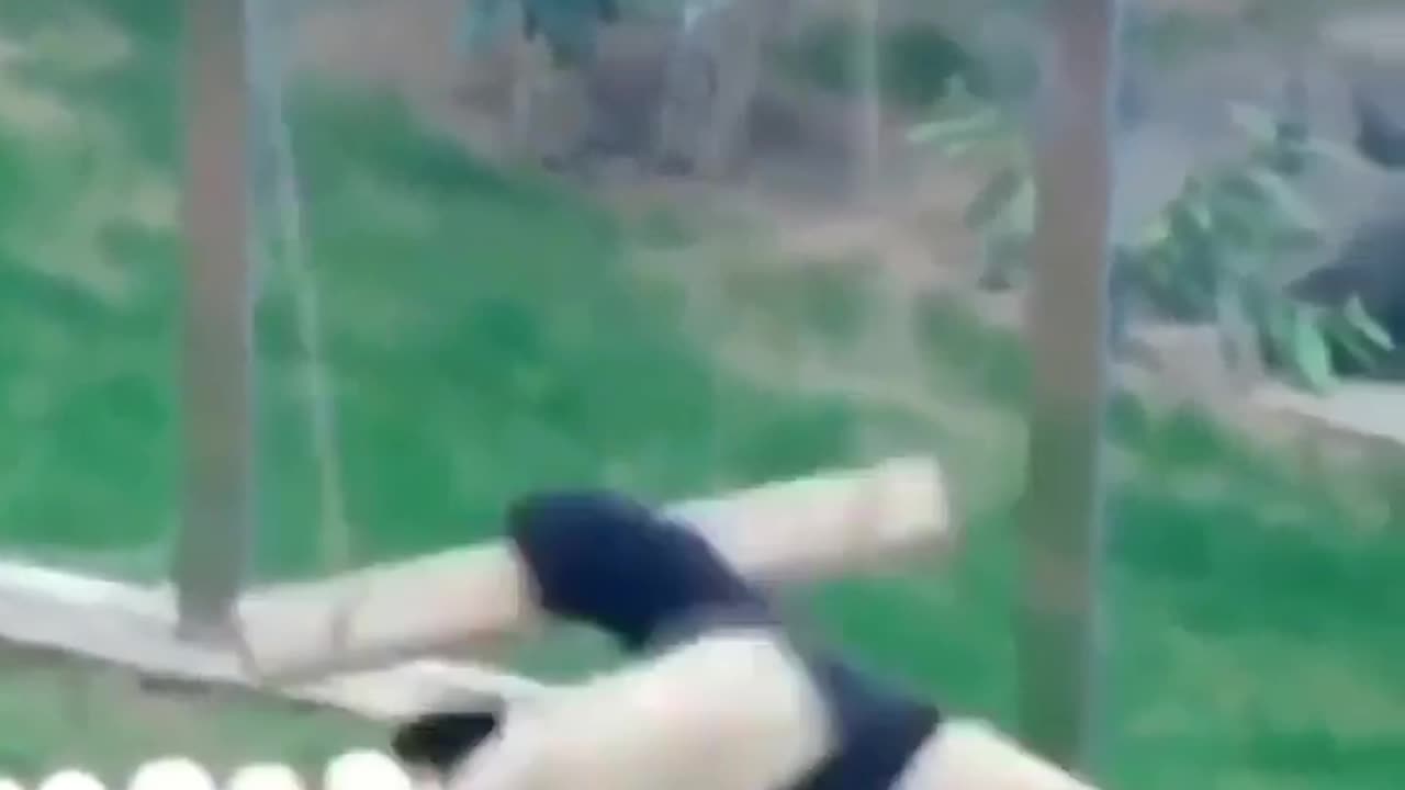 🐼 Panda funny play video.. 🤣🤣