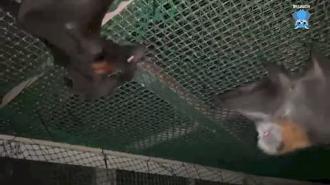 Premature flying-fox delivered by C section this is Billi Maree's story