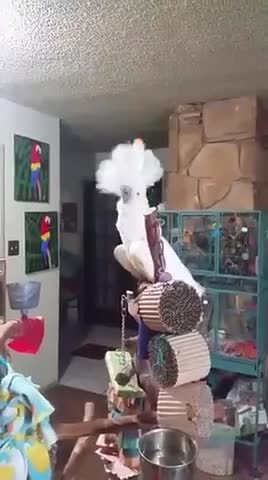 Cookie the cockatoo rocks out
