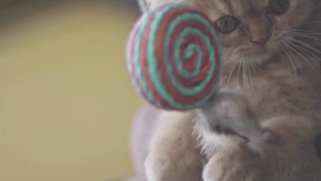 Cats Toy Relax Time #shorts #viral #trending