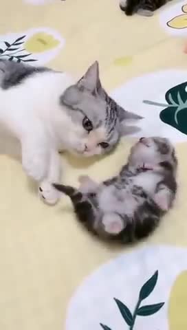 Lovely Adorable mother cat hug baby kitten nightmare