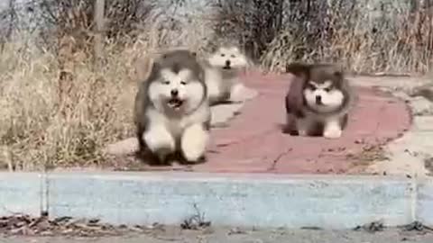 They are so cute dogs. I love them so much