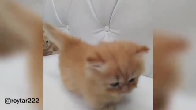 Cat with kittens beautiful 😻 kittens short legs