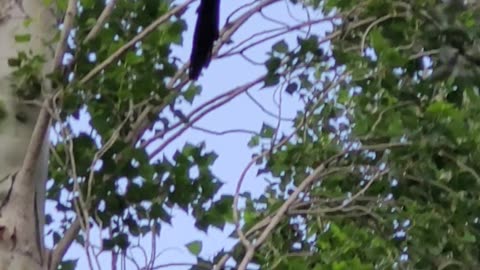 Magpie in chitral