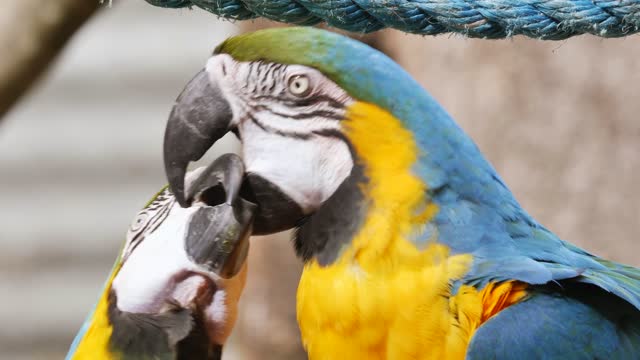 Sweet pair of kissing blue and gold macaw parrot birds