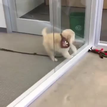 Watch Out for the glass window ha..ha..ha..