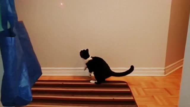 Watch this cat's impressive vertical leapvhvv in slow motion!