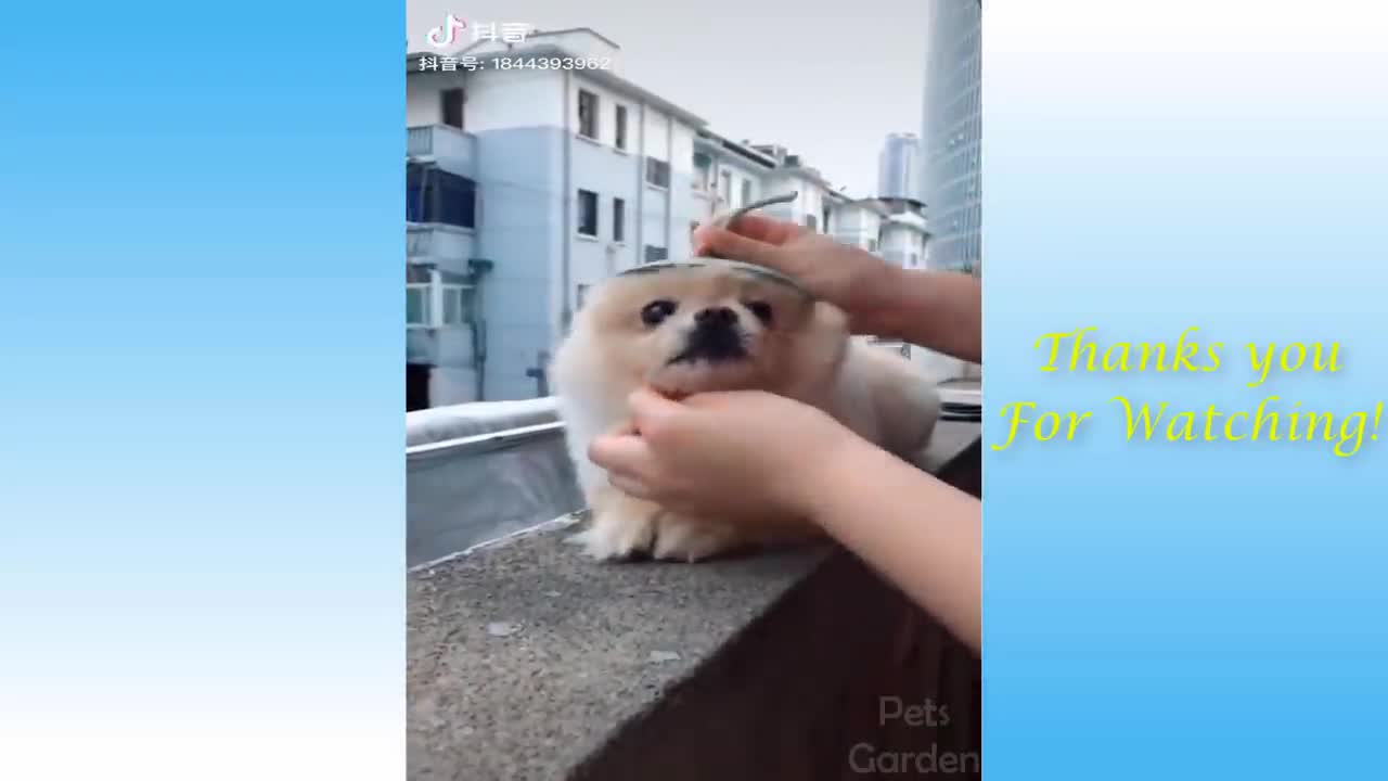 #CutePetsAndFunnyAnimals #Compilation