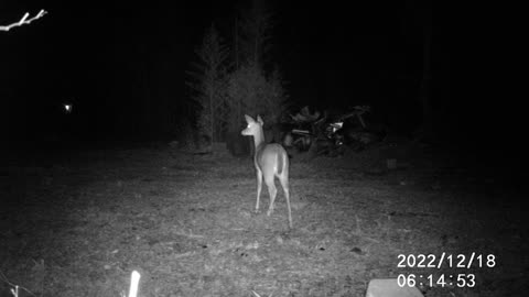 12/18/22 DEER2