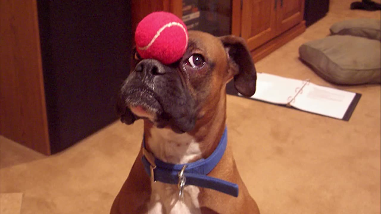 Boxers Are The Weirdest Yet Most Adorable Dogs Ever! Funny dog videos 2024