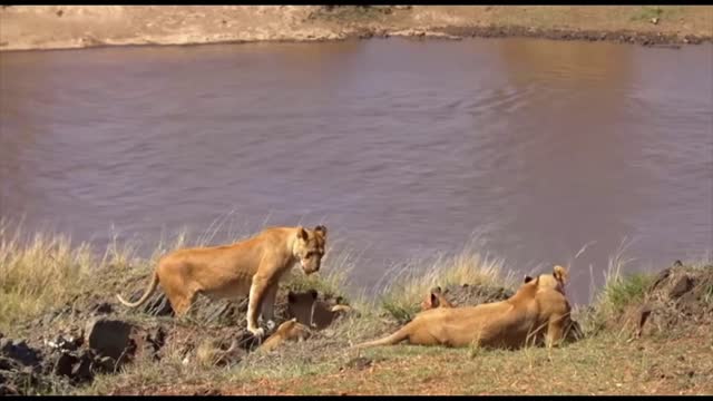 Tiger short video. 🐅