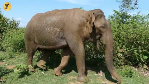 Unfairly Treated Animals by the Nature | YELLOW