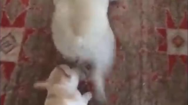 Dog playing and dancing with his small friend