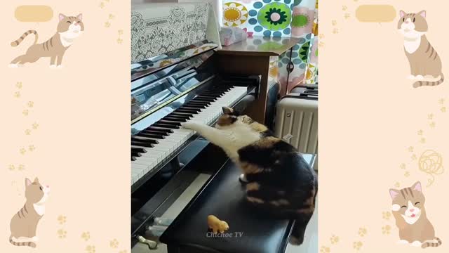 Funny animals😂😂