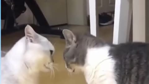 Funniest Cats And Dogs Video 068
