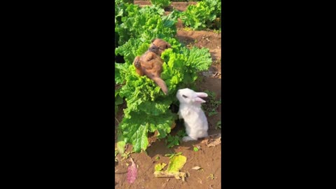 The dog couldn't find the little bunny after waking up!