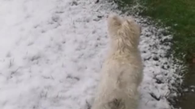 Adorable puppy sees snow for the very first time