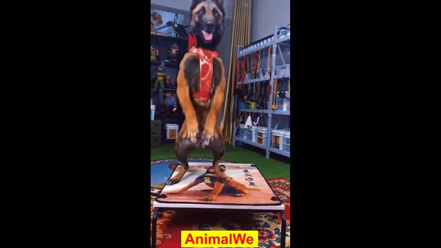 Funniest Animals - Funny Animal Videos #12