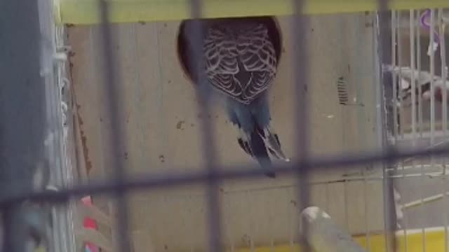 Small Budgie bird going back to his mother