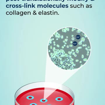Why is copper essential for adherent cell culture? #kosheeka #cellculture