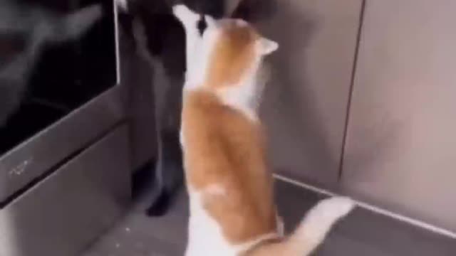 Funny Emotional Cute Cats, Shorts & Clips, Cat playing with Dog