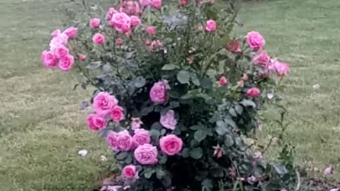 Beaitiful bush of a rose.